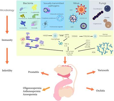 Microbiology and immune mechanisms associated with male infertility